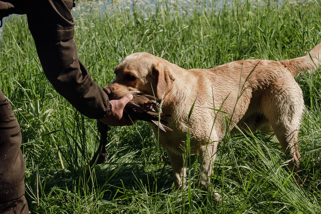 Испытания МОО «Школа Шмеля» 11 июня 2023. Фотограф-анималист Наталья Светличная