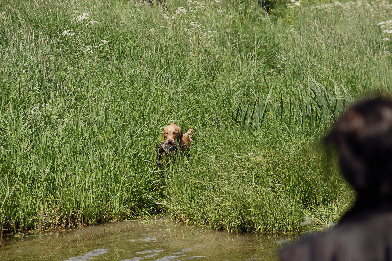 Испытания МОО «Школа Шмеля» 11 июня 2023. Фотограф-анималист Наталья Светличная