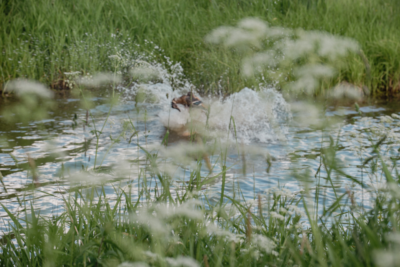 Испытания МОО «Школа Шмеля» 11 июня 2023. Фотограф-анималист Наталья Светличная