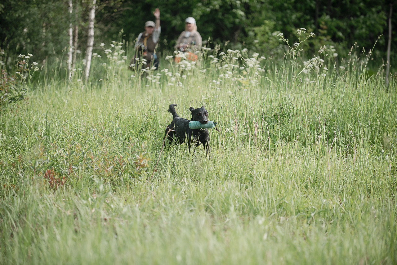 Несертификатный воркинг тест Школы Шмеля, 10 июня 2023. Фотограф-анималист Наталья Светличная