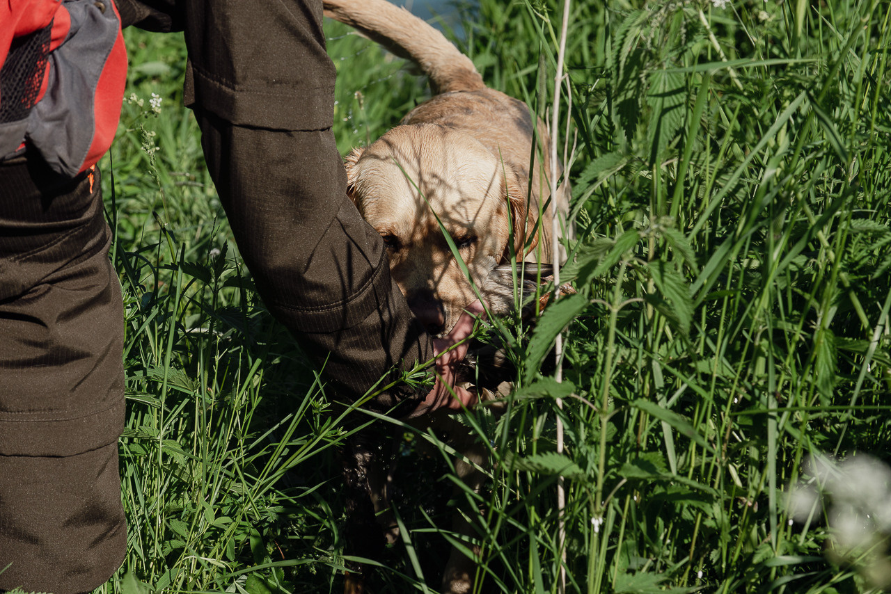 Испытания МОО «Школа Шмеля» 11 июня 2023. Фотограф-анималист Наталья Светличная