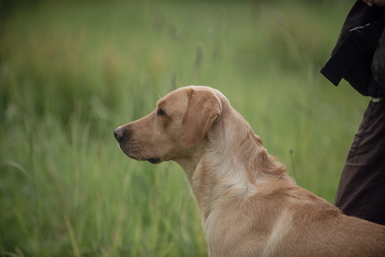 Несертификатный воркинг тест Школы Шмеля, 10 июня 2023. Фотограф-анималист Наталья Светличная