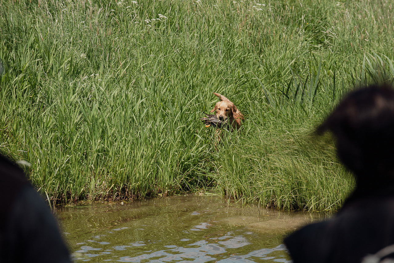 Испытания МОО «Школа Шмеля» 11 июня 2023. Фотограф-анималист Наталья Светличная