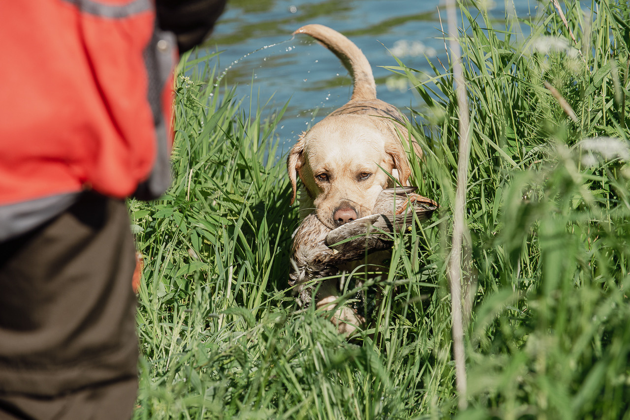 Испытания МОО «Школа Шмеля» 11 июня 2023. Фотограф-анималист Наталья Светличная