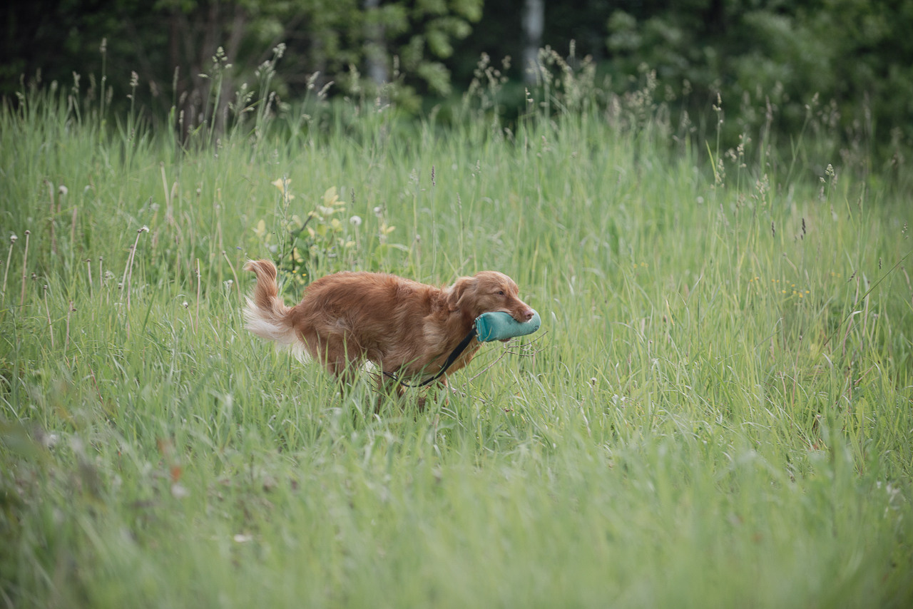 Несертификатный воркинг тест Школы Шмеля, 10 июня 2023. Фотограф-анималист Наталья Светличная