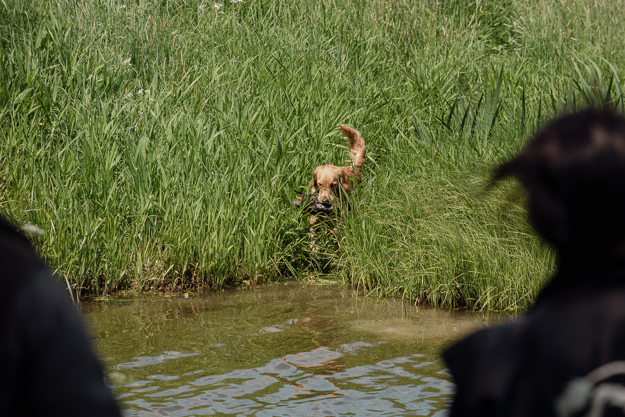 Испытания МОО «Школа Шмеля» 11 июня 2023. Фотограф-анималист Наталья Светличная