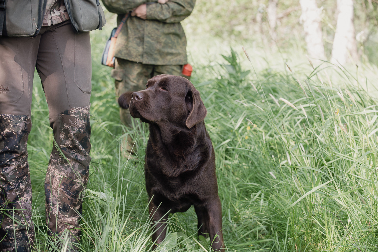 Испытания МОО «Школа Шмеля» 11 июня 2023. Фотограф-анималист Наталья Светличная
