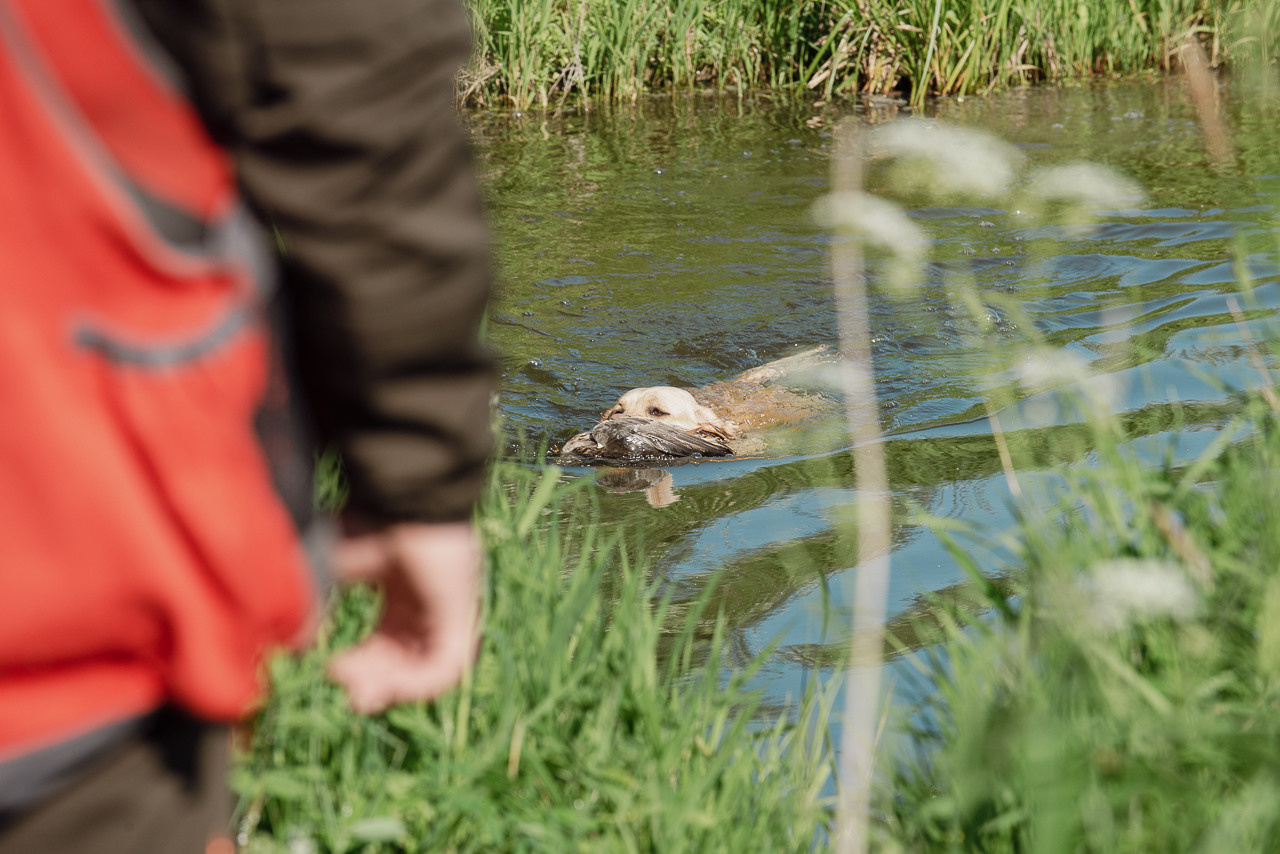 Испытания МОО «Школа Шмеля» 11 июня 2023. Фотограф-анималист Наталья Светличная