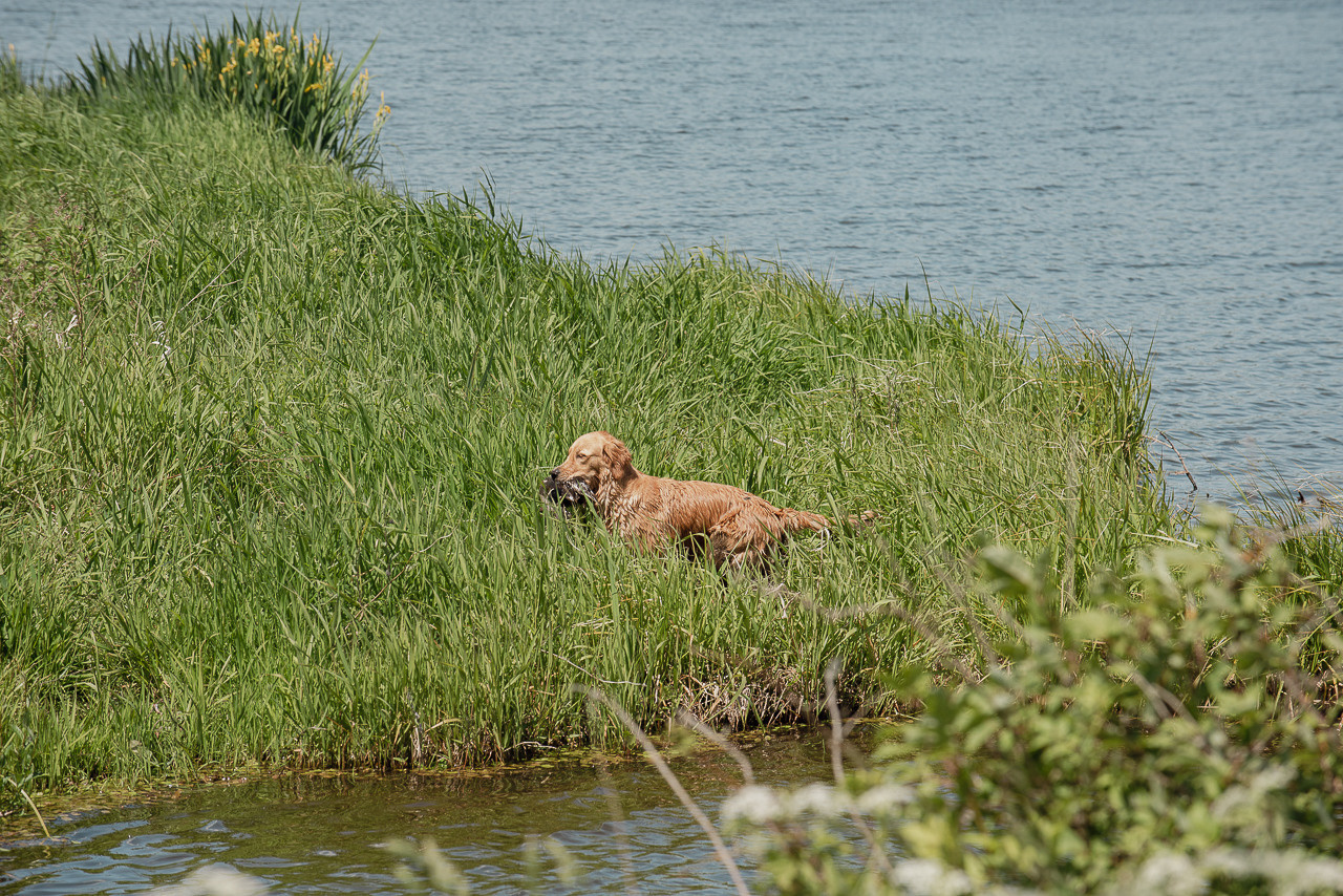 Испытания МОО «Школа Шмеля» 11 июня 2023. Фотограф-анималист Наталья Светличная