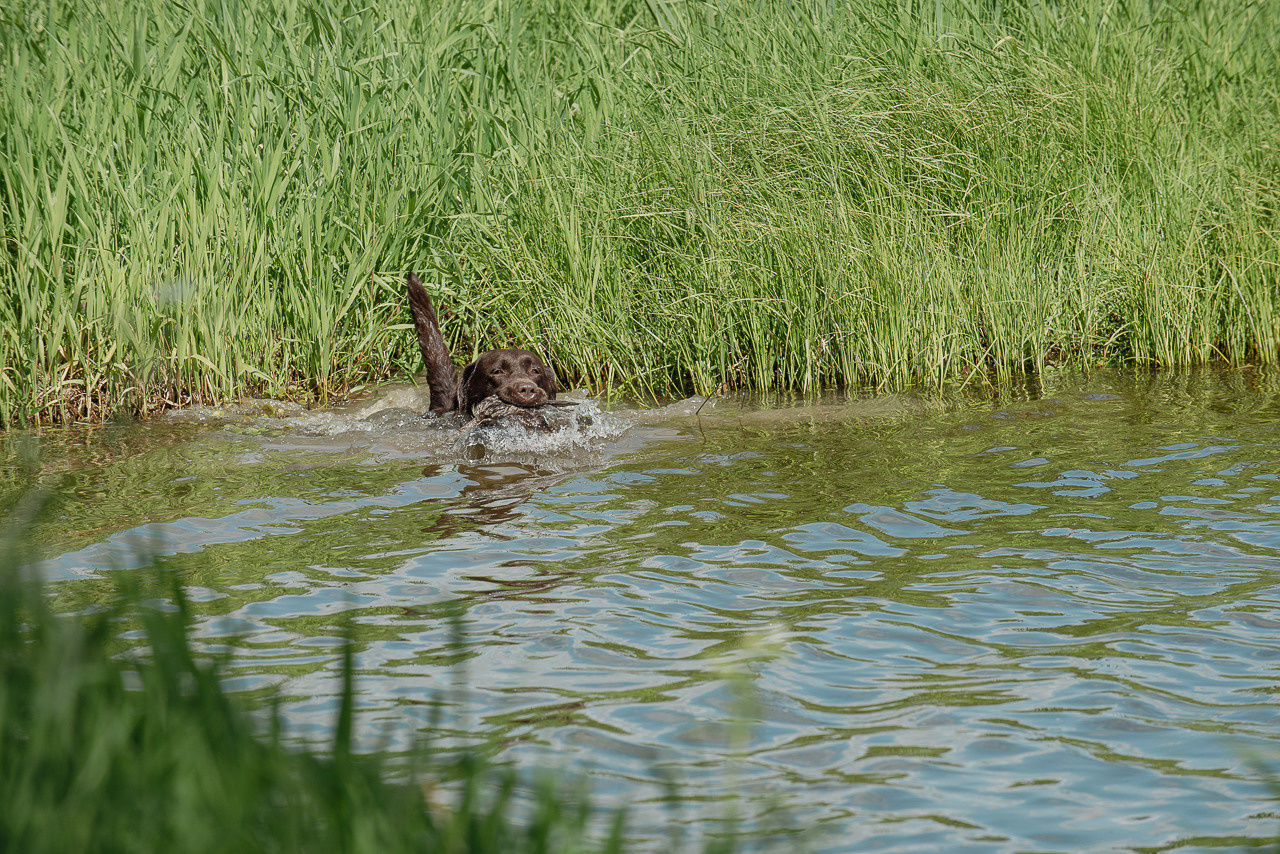 Испытания МОО «Школа Шмеля» 11 июня 2023. Фотограф-анималист Наталья Светличная