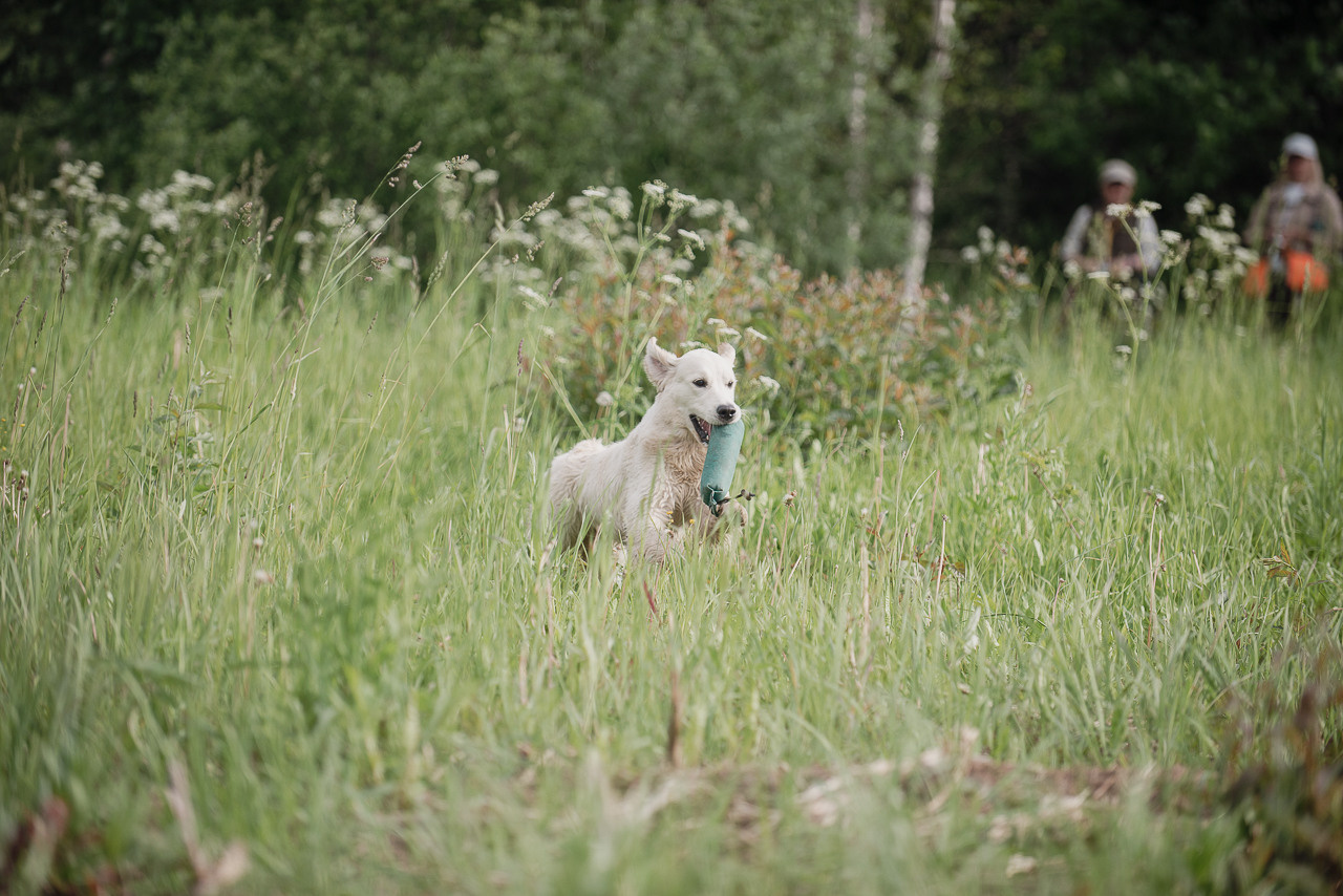 Несертификатный воркинг тест Школы Шмеля, 10 июня 2023. Фотограф-анималист Наталья Светличная