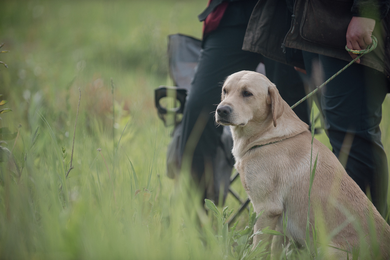 Несертификатный воркинг тест Школы Шмеля, 10 июня 2023. Фотограф-анималист Наталья Светличная
