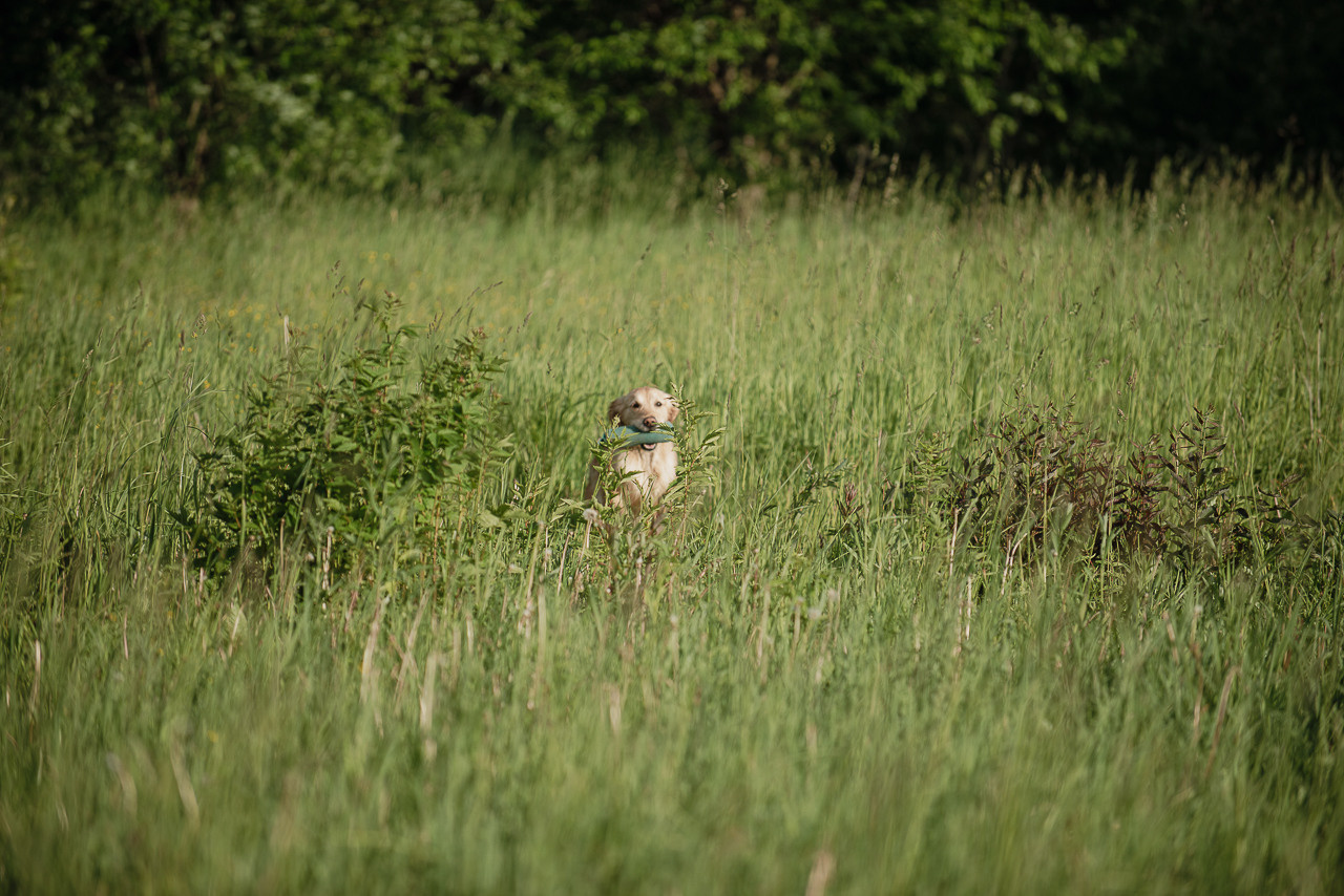 Несертификатный воркинг тест Школы Шмеля, 10 июня 2023. Фотограф-анималист Наталья Светличная