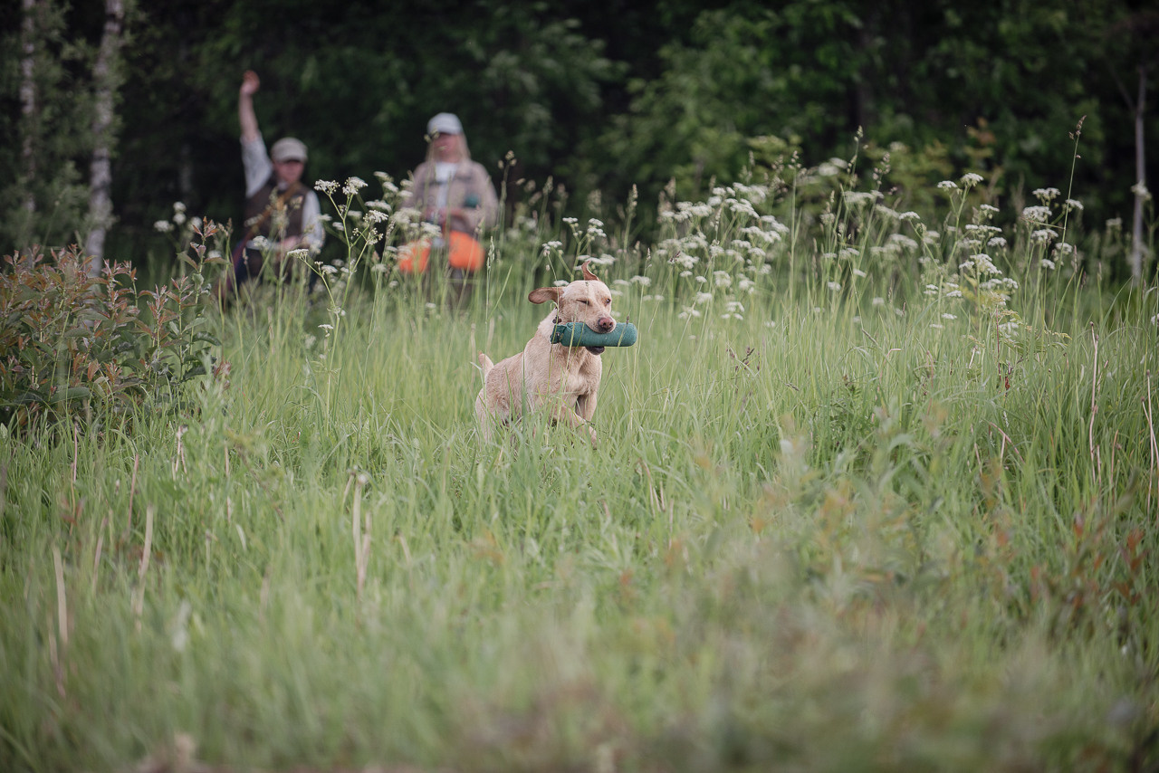 Несертификатный воркинг тест Школы Шмеля, 10 июня 2023. Фотограф-анималист Наталья Светличная