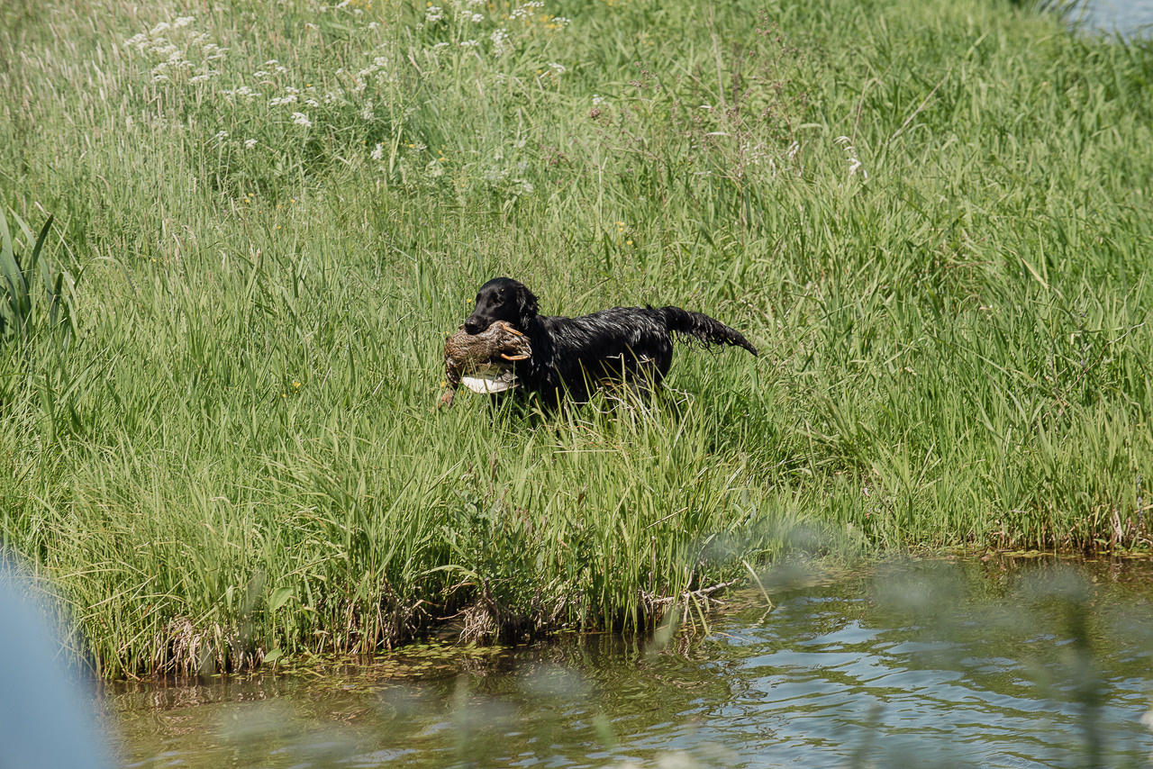 Испытания МОО «Школа Шмеля» 11 июня 2023. Фотограф-анималист Наталья Светличная