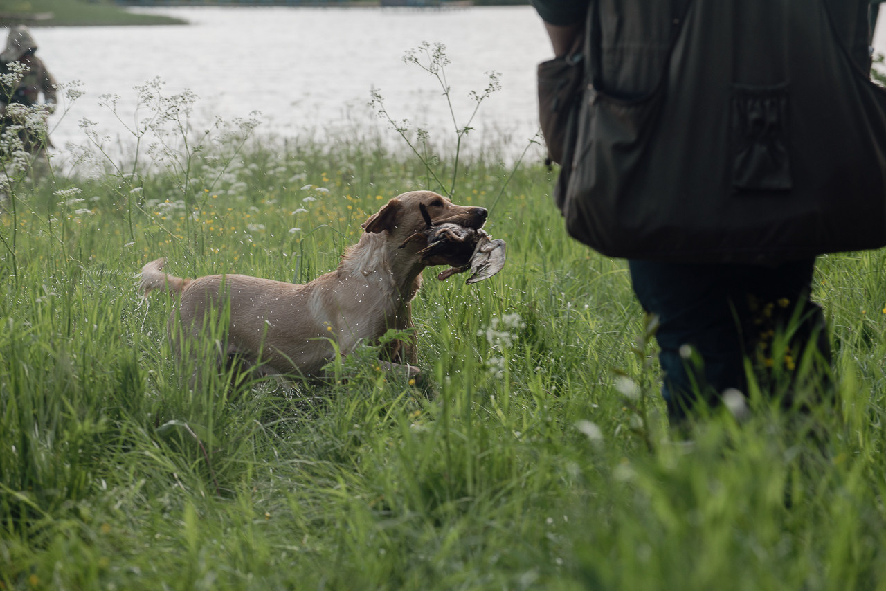 Испытания МОО «Школа Шмеля» 11 июня 2023. Фотограф-анималист Наталья Светличная