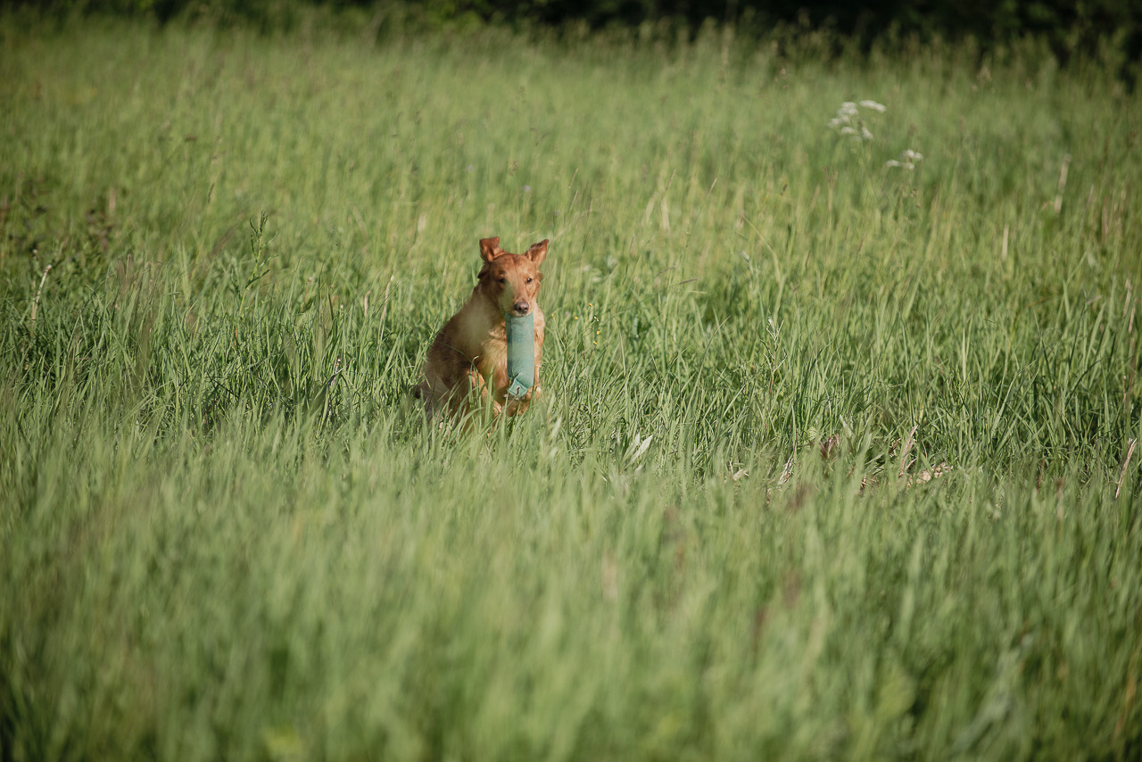 Несертификатный воркинг тест Школы Шмеля, 10 июня 2023. Фотограф-анималист Наталья Светличная