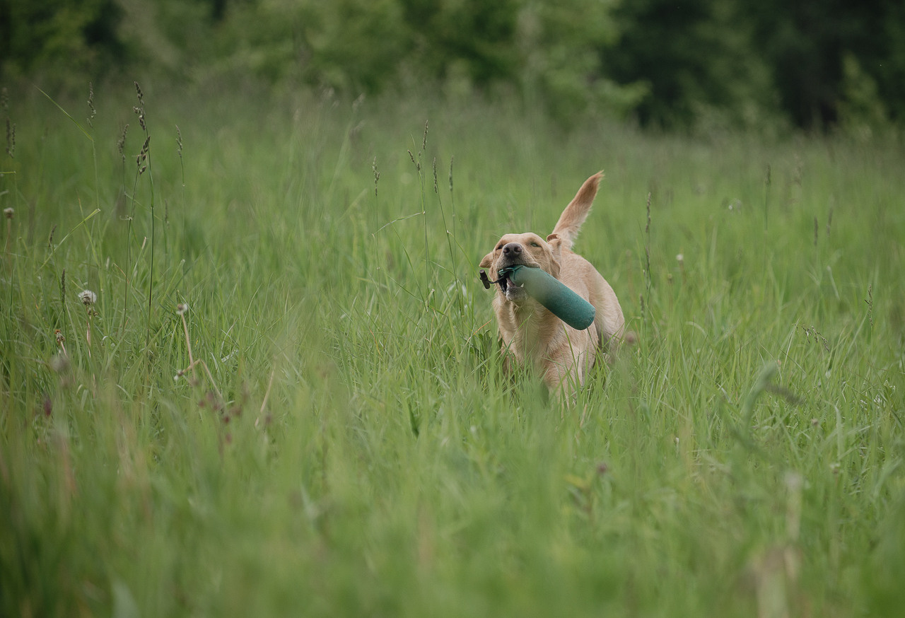 Несертификатный воркинг тест Школы Шмеля, 10 июня 2023. Фотограф-анималист Наталья Светличная