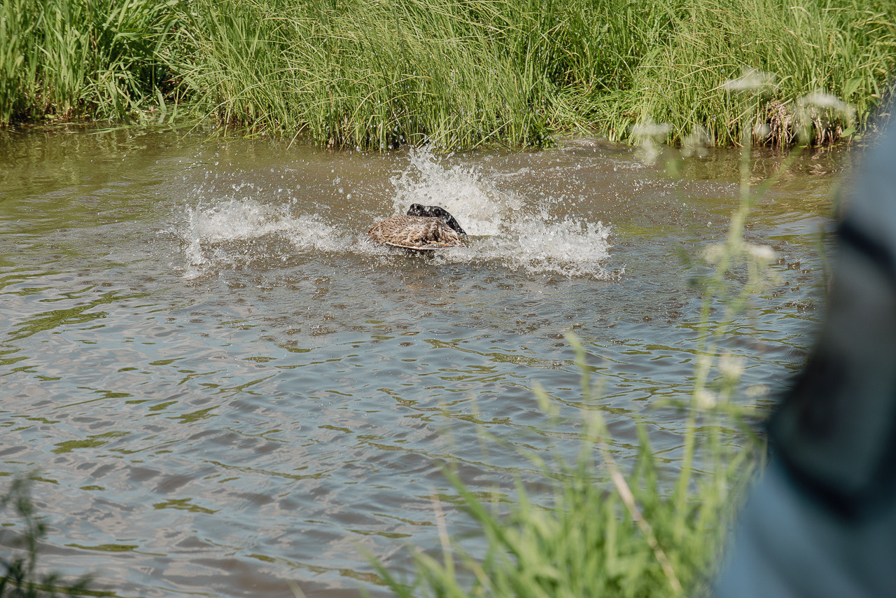 Испытания МОО «Школа Шмеля» 11 июня 2023. Фотограф-анималист Наталья Светличная