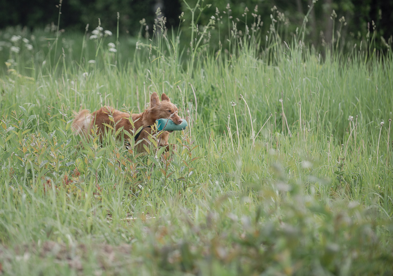 Несертификатный воркинг тест Школы Шмеля, 10 июня 2023. Фотограф-анималист Наталья Светличная