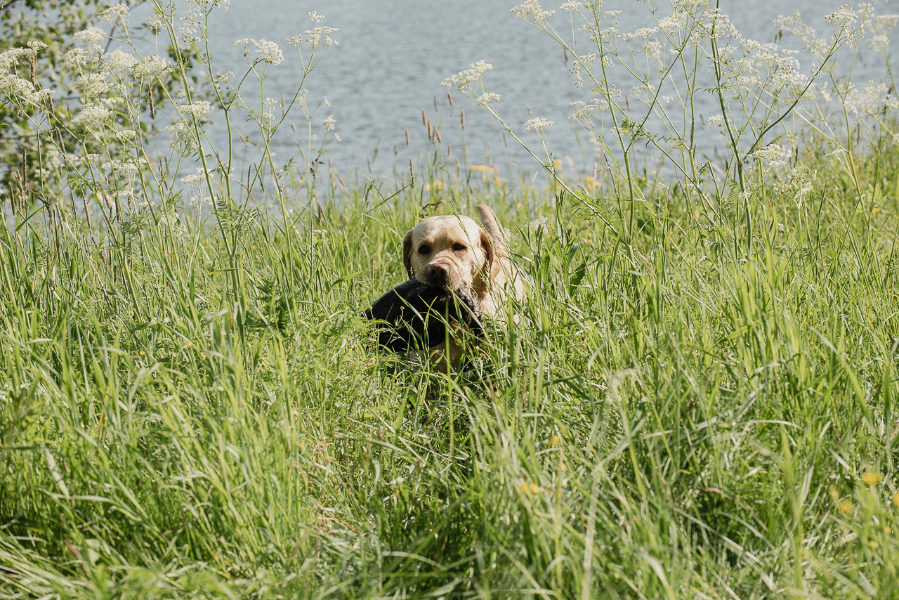 Испытания МОО «Школа Шмеля» 11 июня 2023. Фотограф-анималист Наталья Светличная
