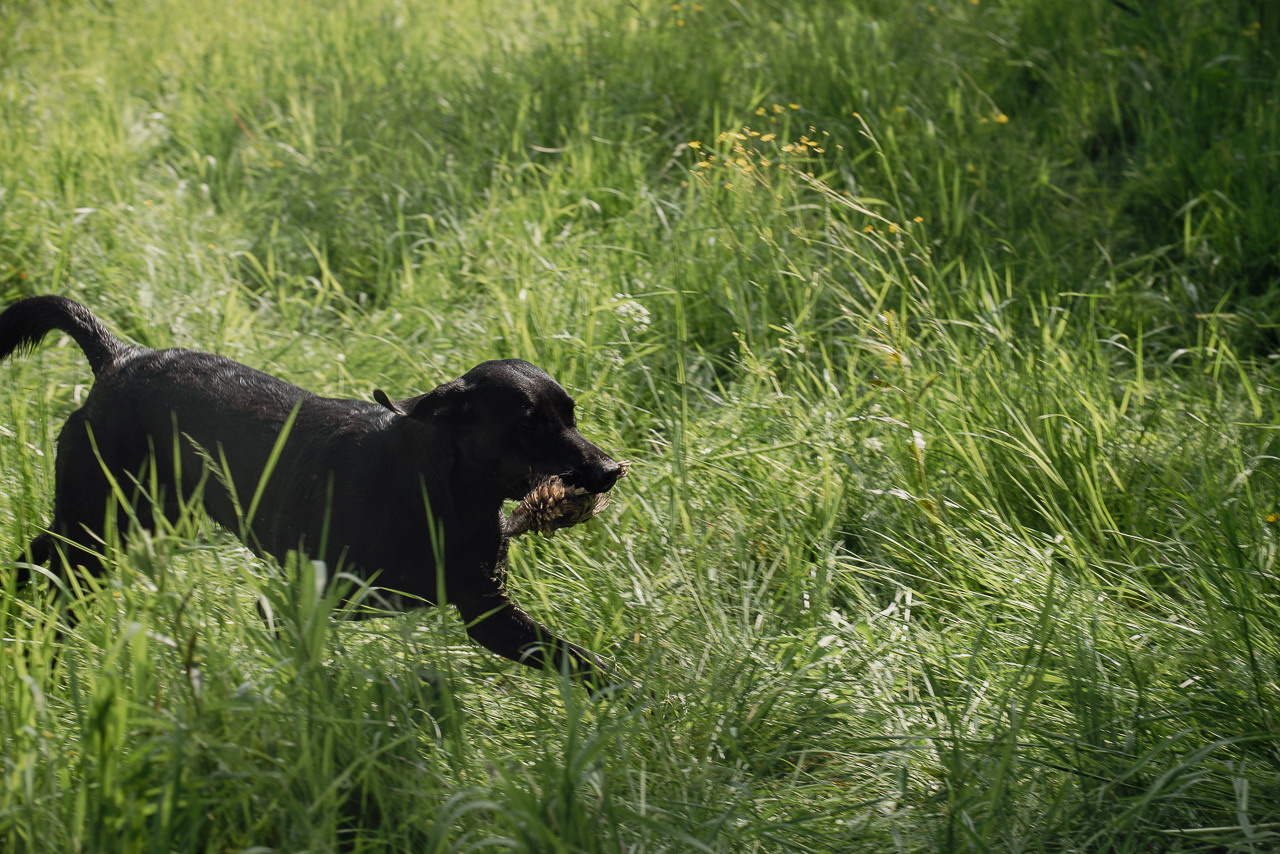 Испытания МОО «Школа Шмеля» 11 июня 2023. Фотограф-анималист Наталья Светличная