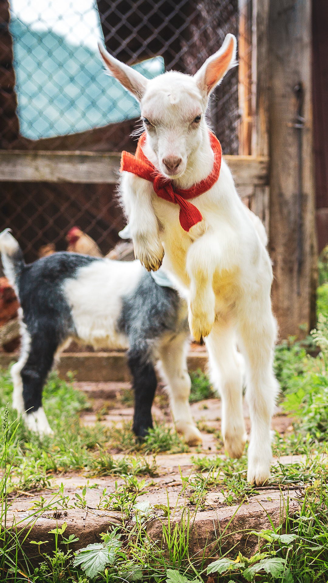 Портреты ваших питомцев. Коммерческий, рекламный фотограф в Уфе Сергей Крайкин