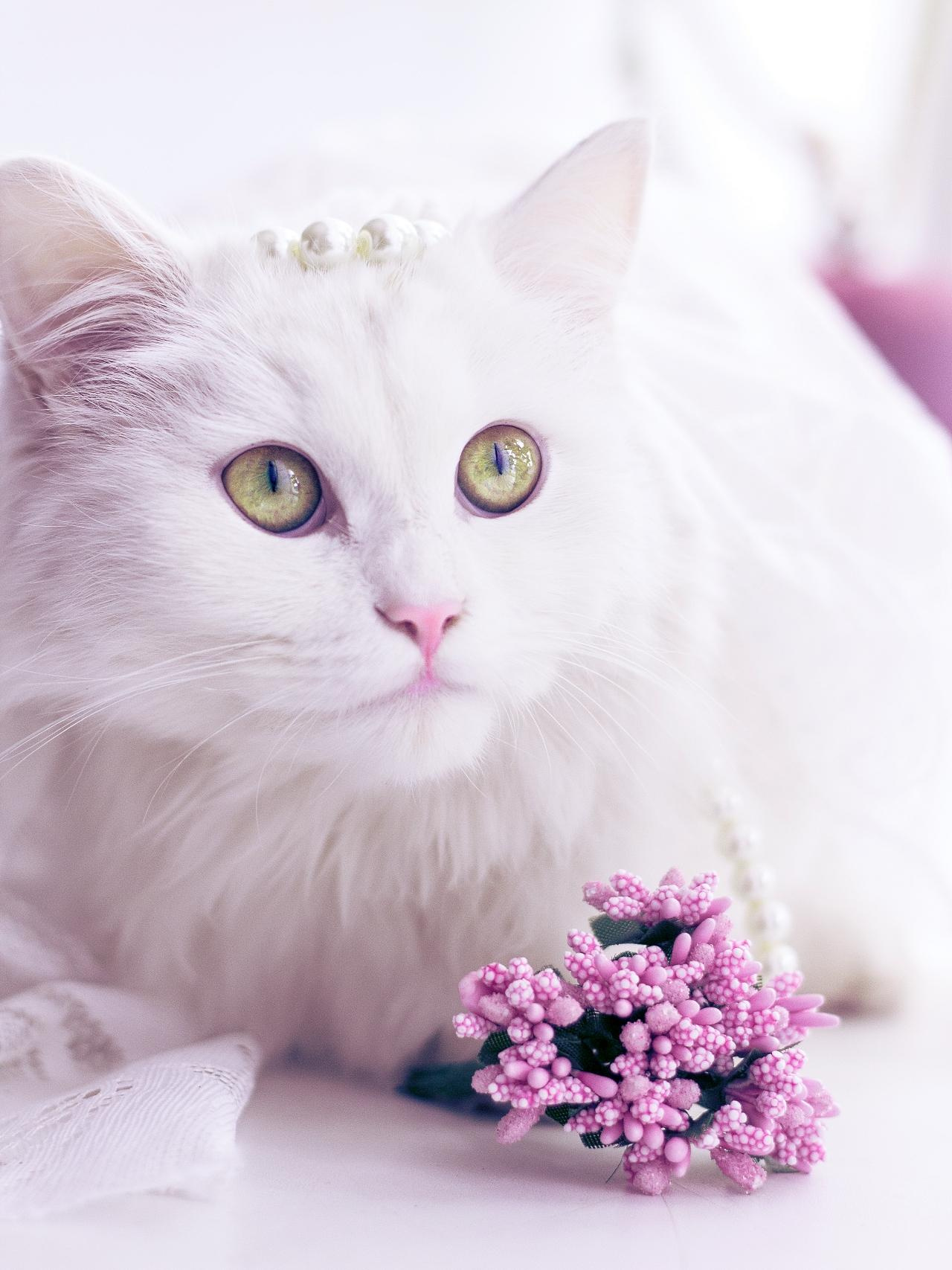 Портреты ваших питомцев. Коммерческий, рекламный фотограф в Уфе Сергей Крайкин