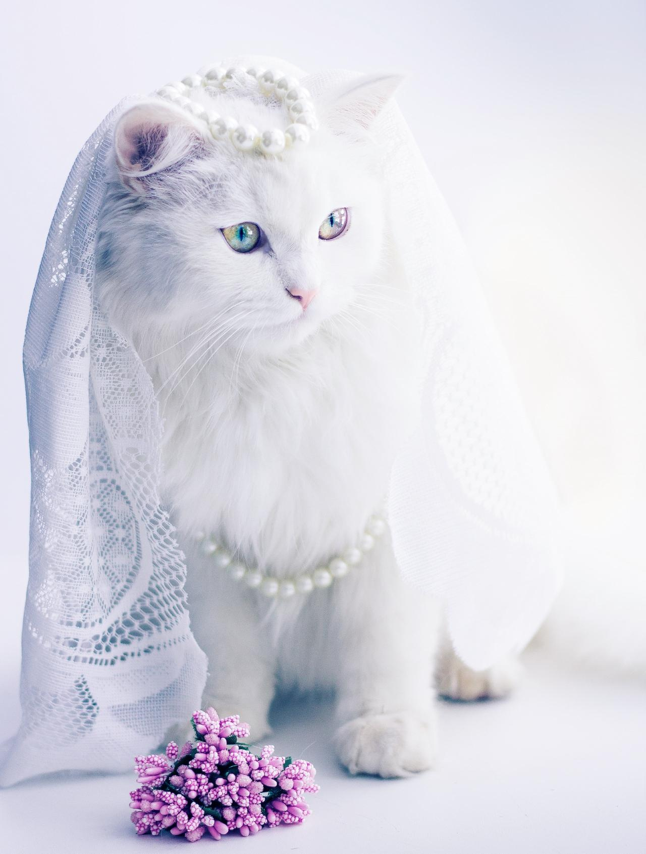 Портреты ваших питомцев. Коммерческий, рекламный фотограф в Уфе Сергей Крайкин