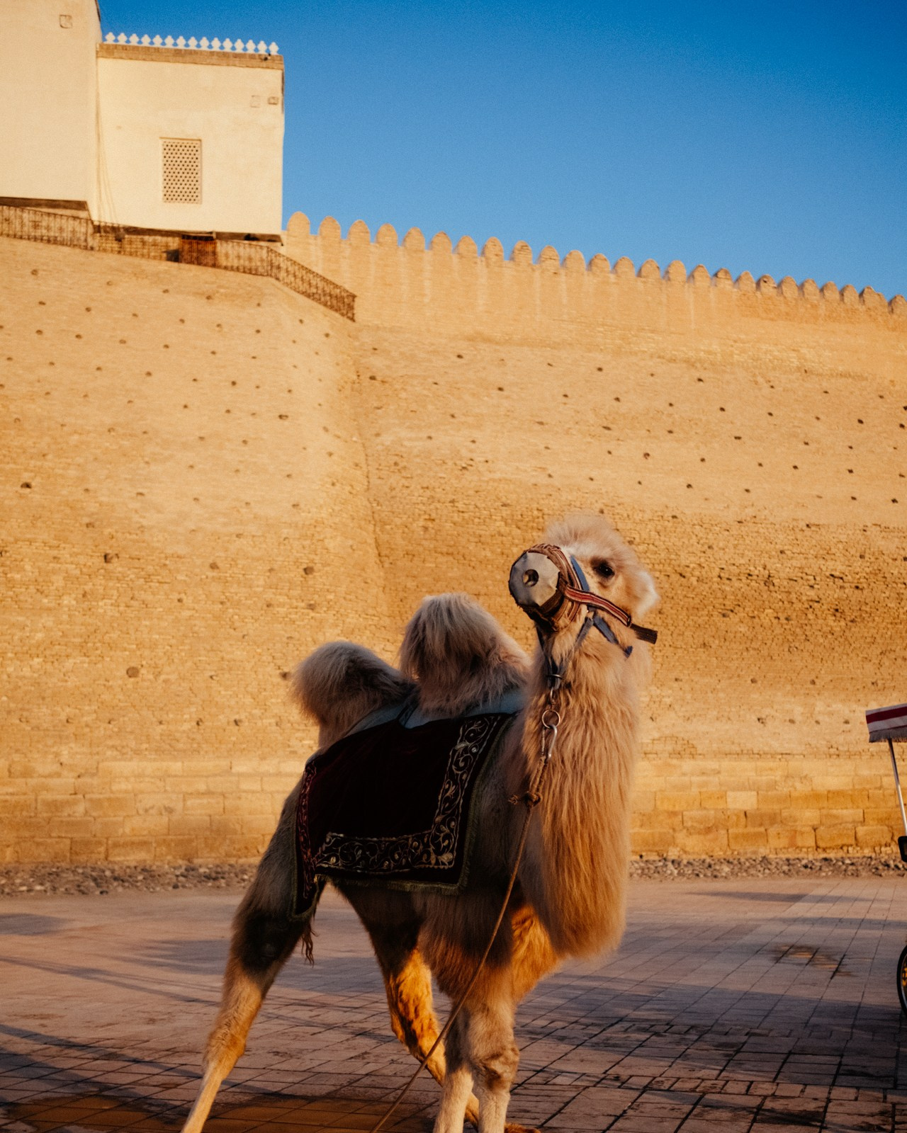 Узбекистан. Фотограф Дмитрий Олрайт | Калуга, Россия