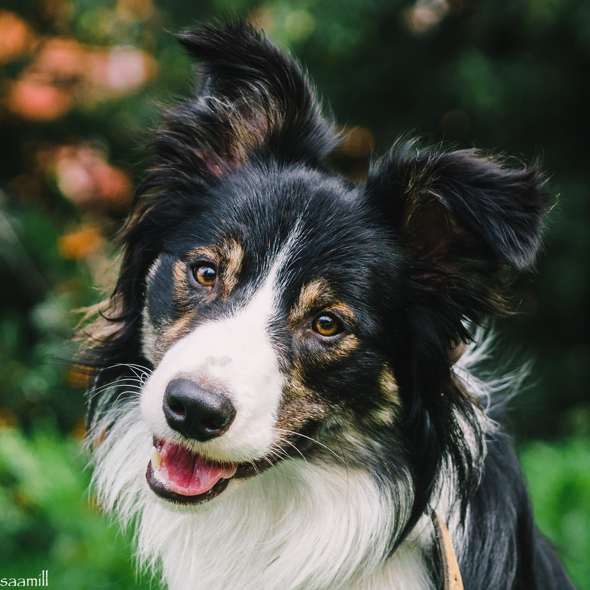 Life with dog. Saamill