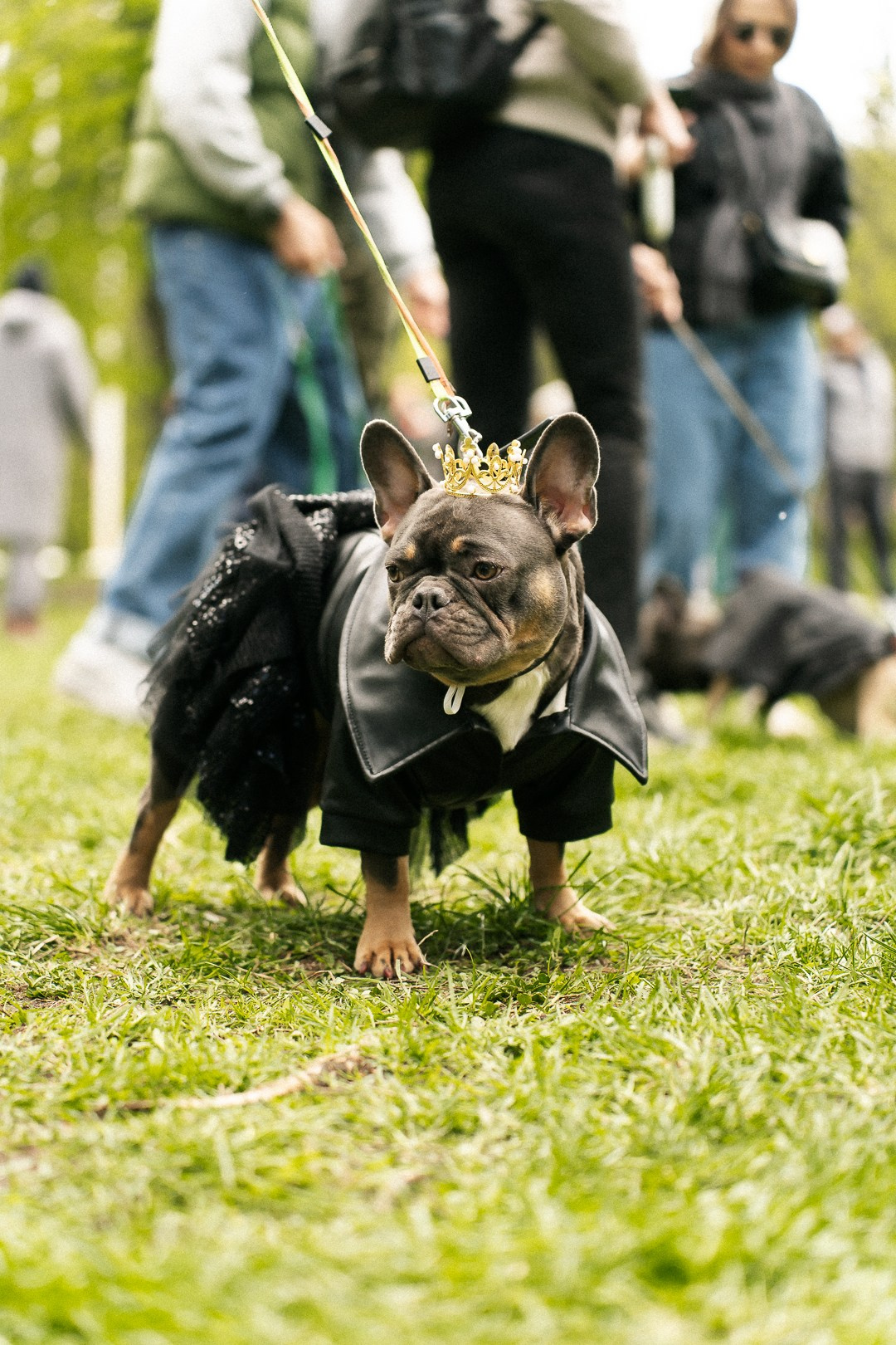 Парад Бульдогов. Axenov_eugene
