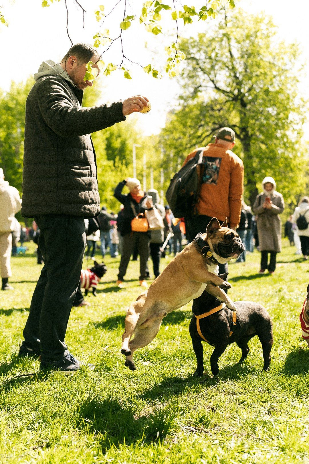 Парад Бульдогов. Axenov_eugene