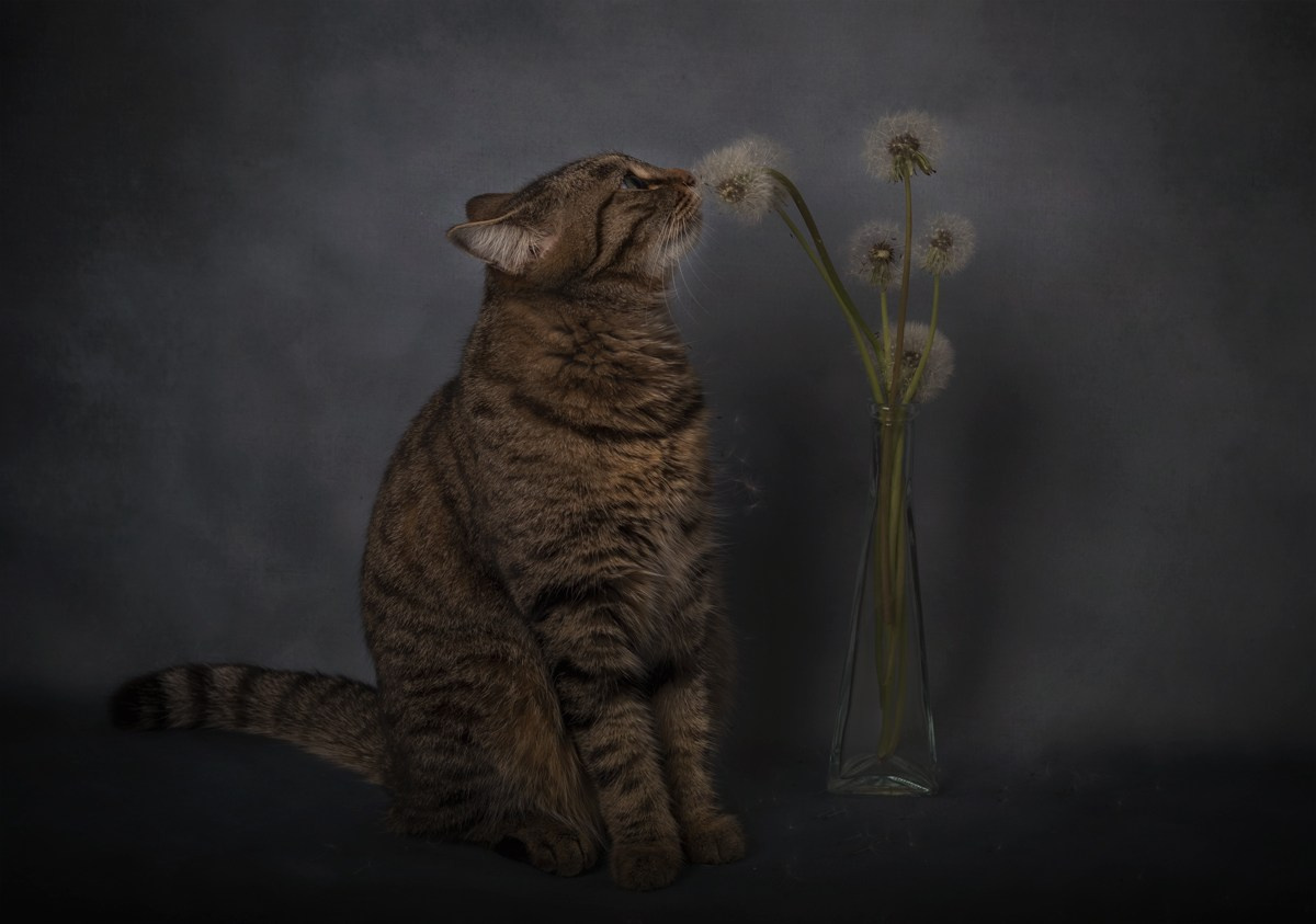 Разное. Фотограф Александр Чазов