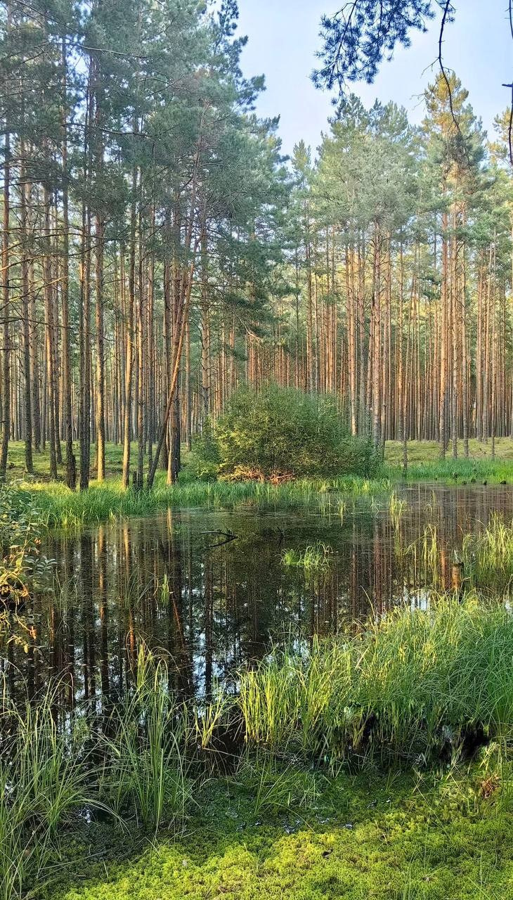 Территория. Добро пожаловать в Кемпинг — уникальное место для отдыха на лоне природы!