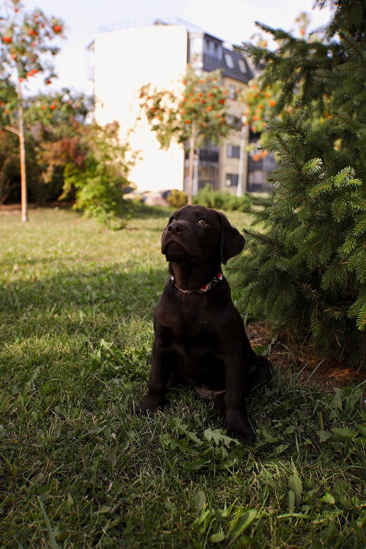 Животные. Семейный и детский фотограф в Санкт-Петербурге, Анастасия Воротова