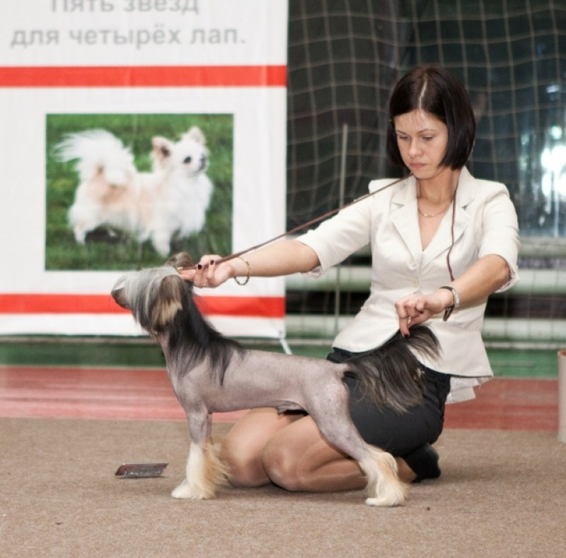 Нерону (Zlato Dinastii Neron) — 14 лет. Поздравляем тебя, наш знаменитый папа!. Питомник китайских хохлатых собак Poale Ell: купить щенка