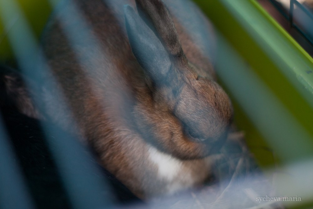 Ярмарка талантов. Детский и семейный фотограф, фотограф мероприятий Нижний Новгород
