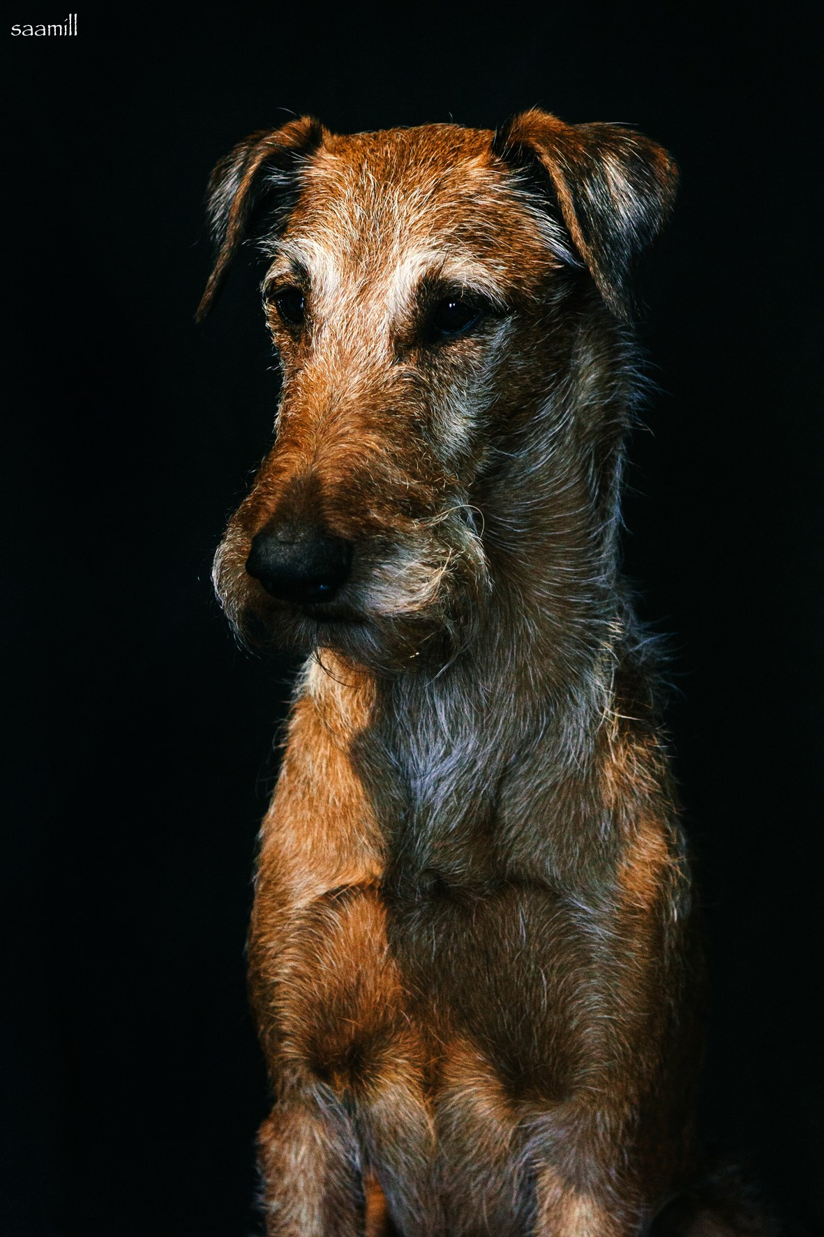 Life with dog. Saamill