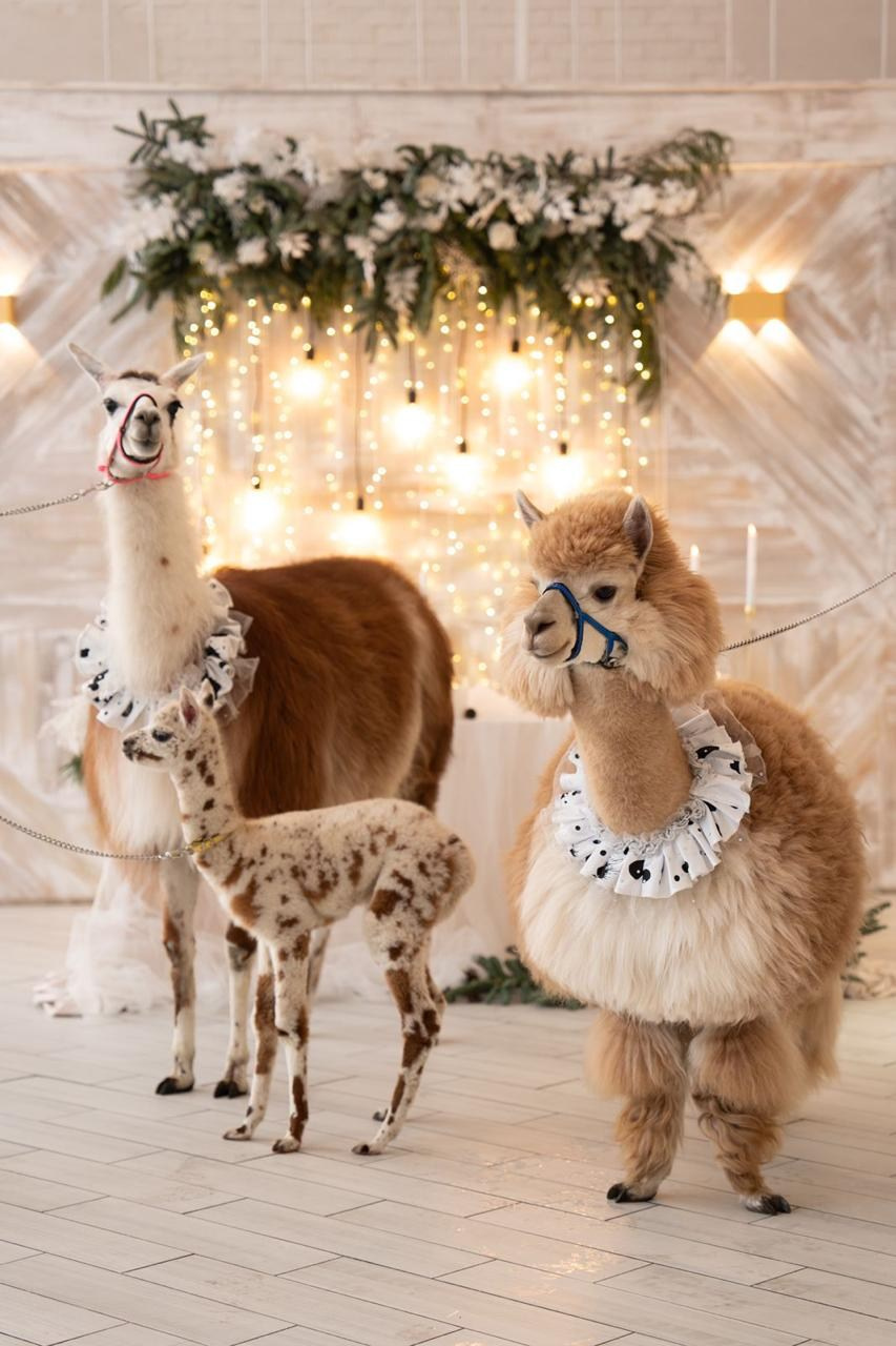 Шоу с Ламой. Подрядчики и друзья сети свадебных площадок House for wedding