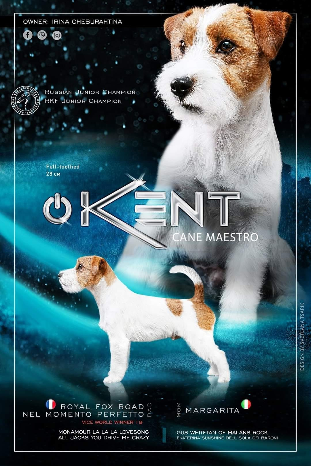 Джек рассел терьер. Выпускник питомника. КАНЕ МАЭСТРО — питомник Джек рассел терьеров