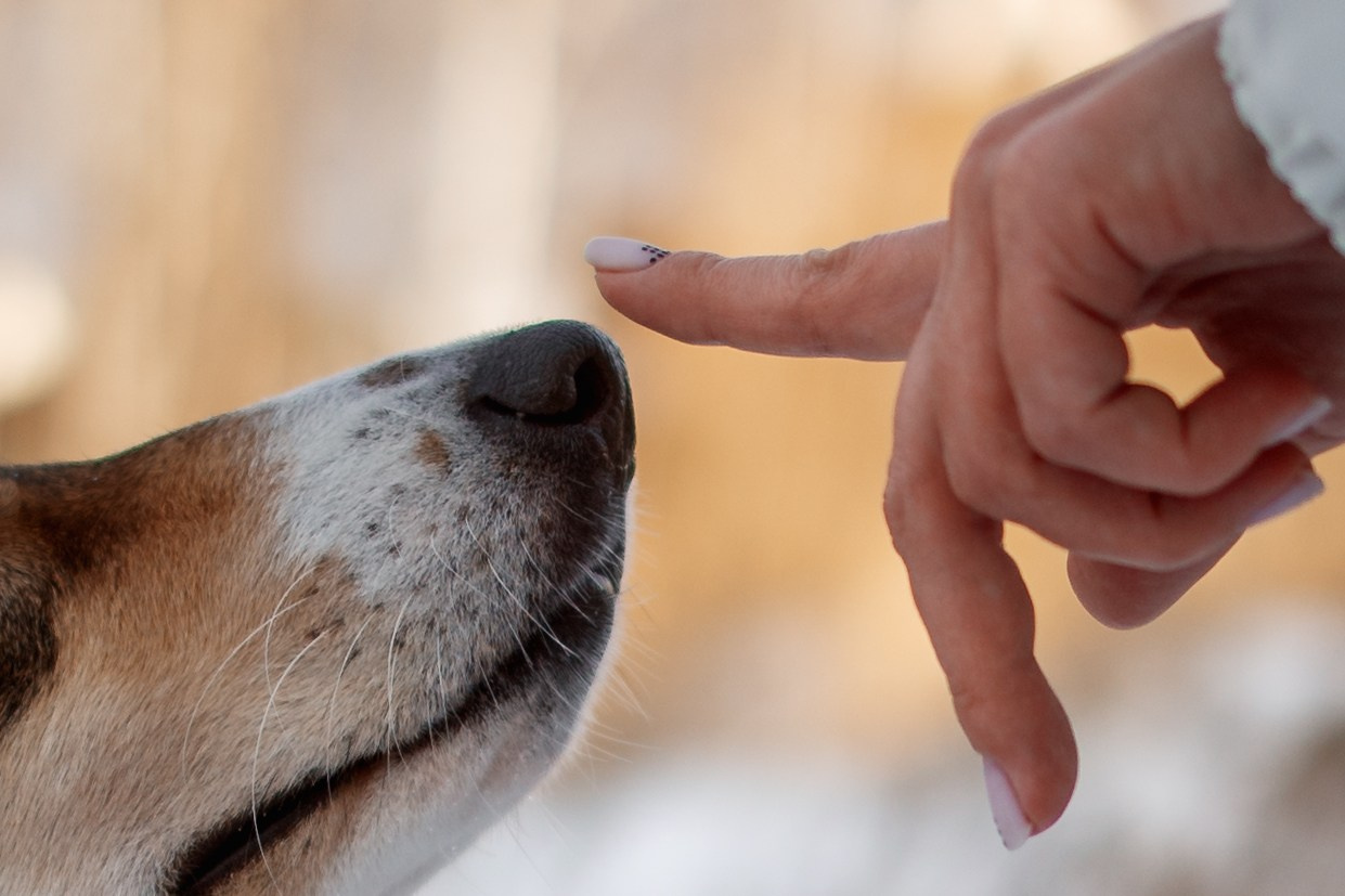 YULA KOLESOVA | Фотограф — Анималист | Художник | Тюмень