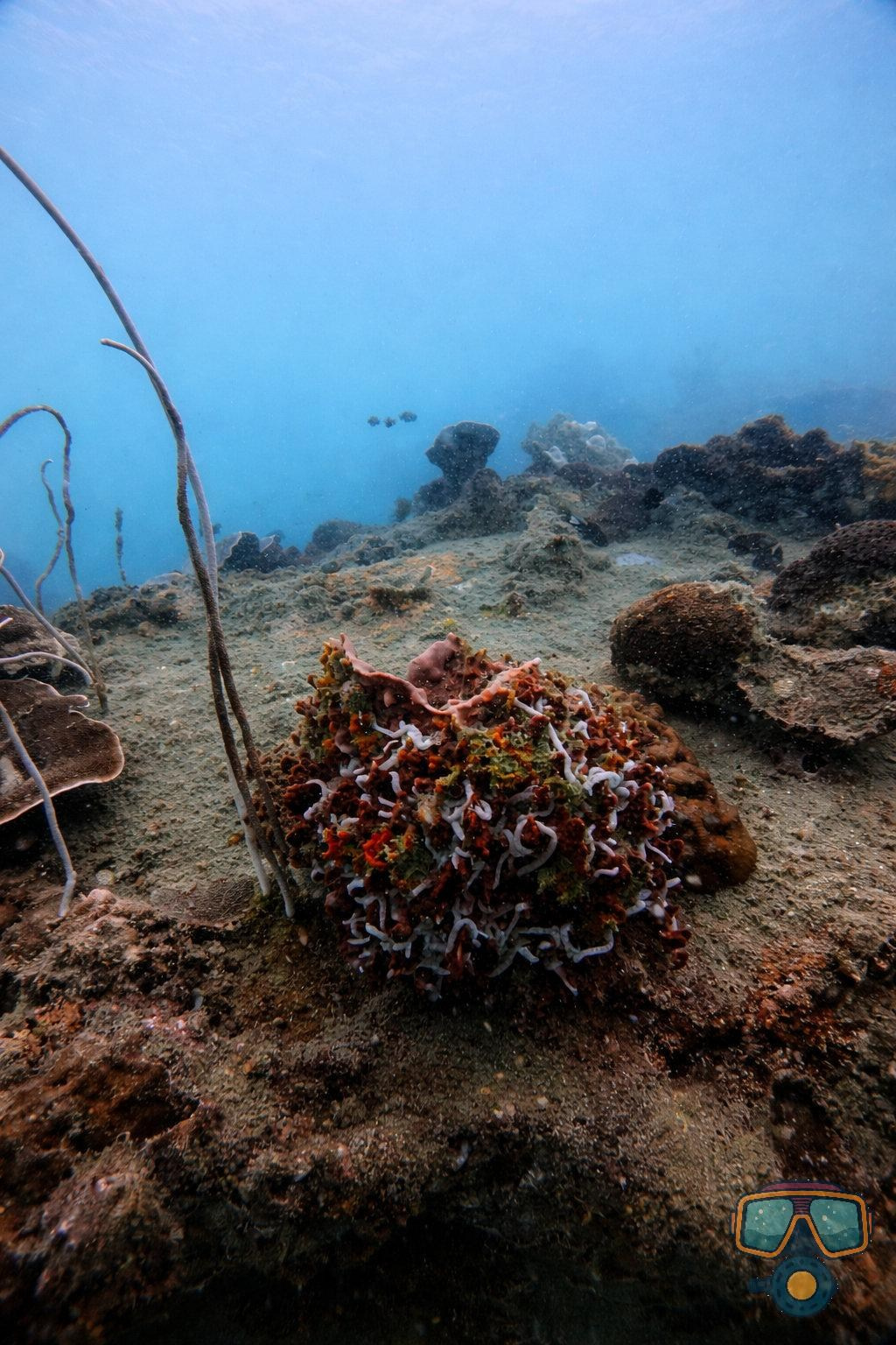 Для тех кто не боится сделать первый шаг. Дайвинг во Вьетнаме. Индивидуальные Экскурсии