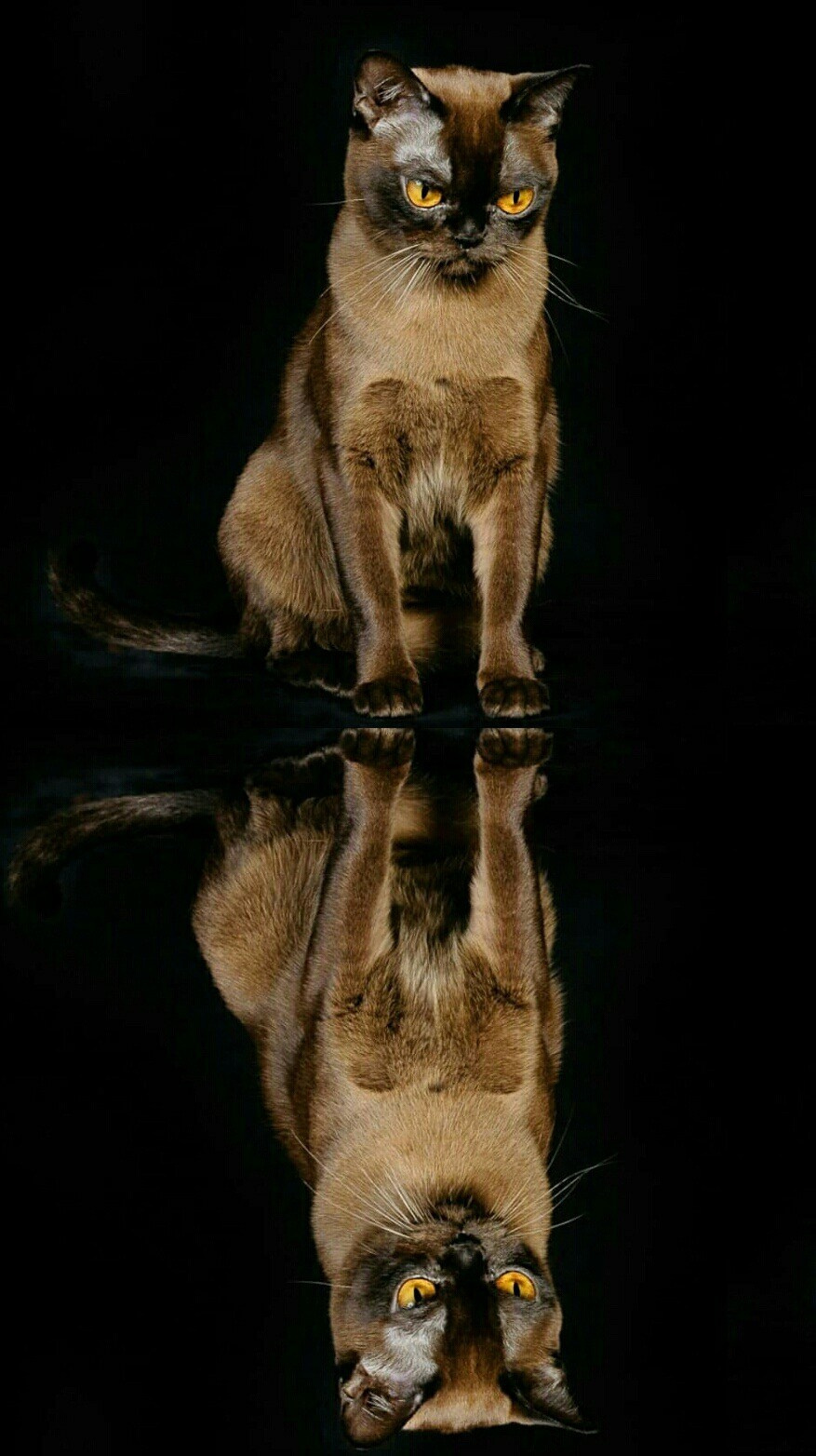 Котёнок американской бурмы. Las Burmas — питомник американской бурмы традиционных линий