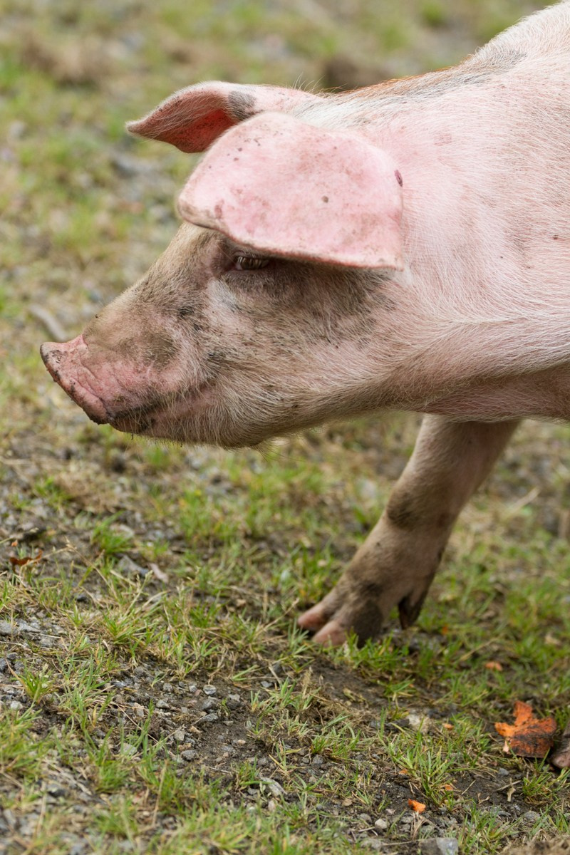 07/17. Норвегия. Walk&Fly with Batay