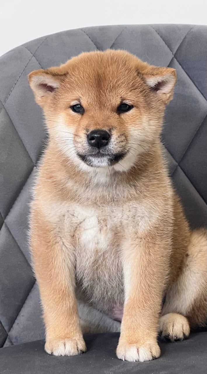 сиба питомник Рубилайт щенки на продажу rubylight  сиба щенки купить СПб Санкт-Петербург 