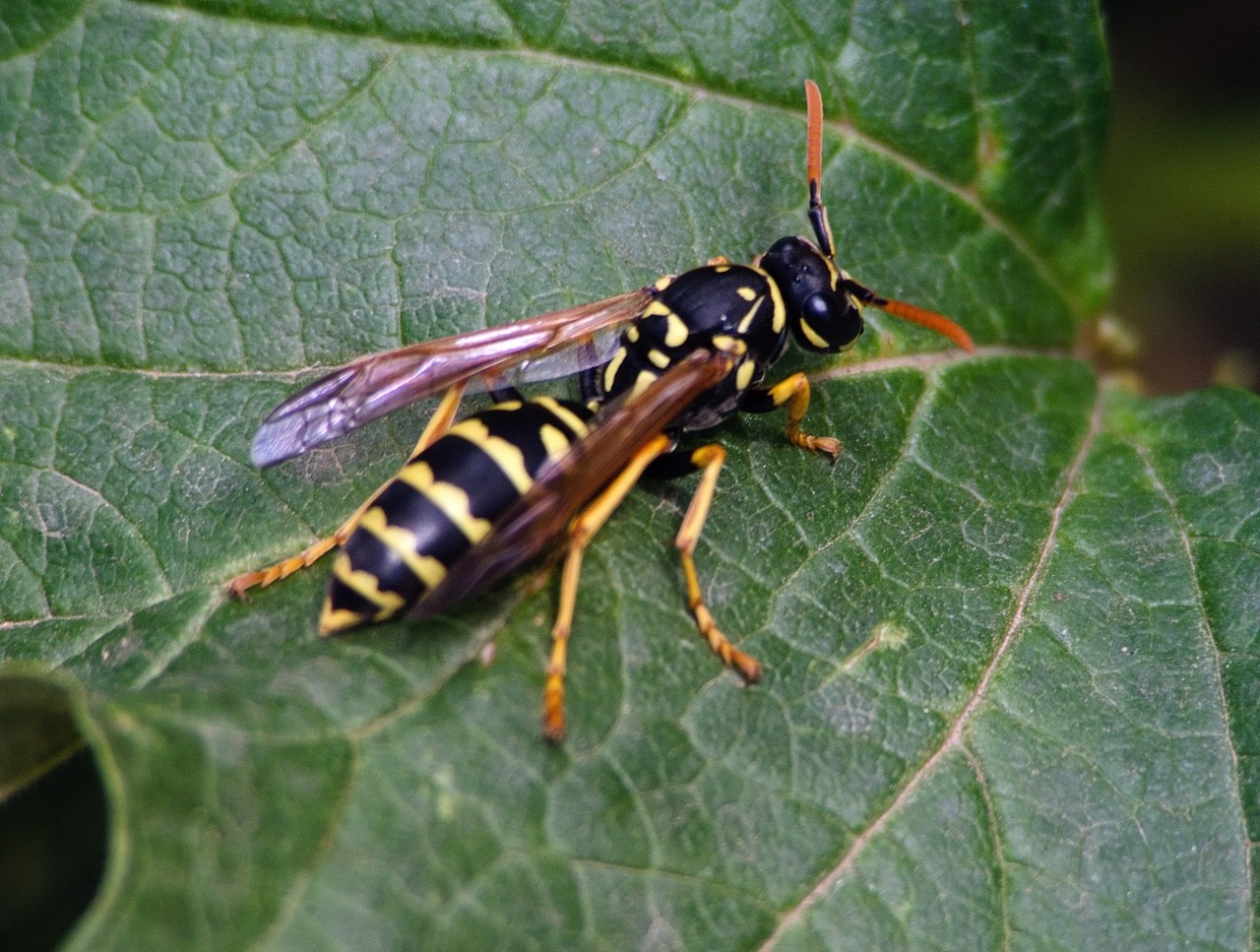 Дары Природы. Sreda fotoArt