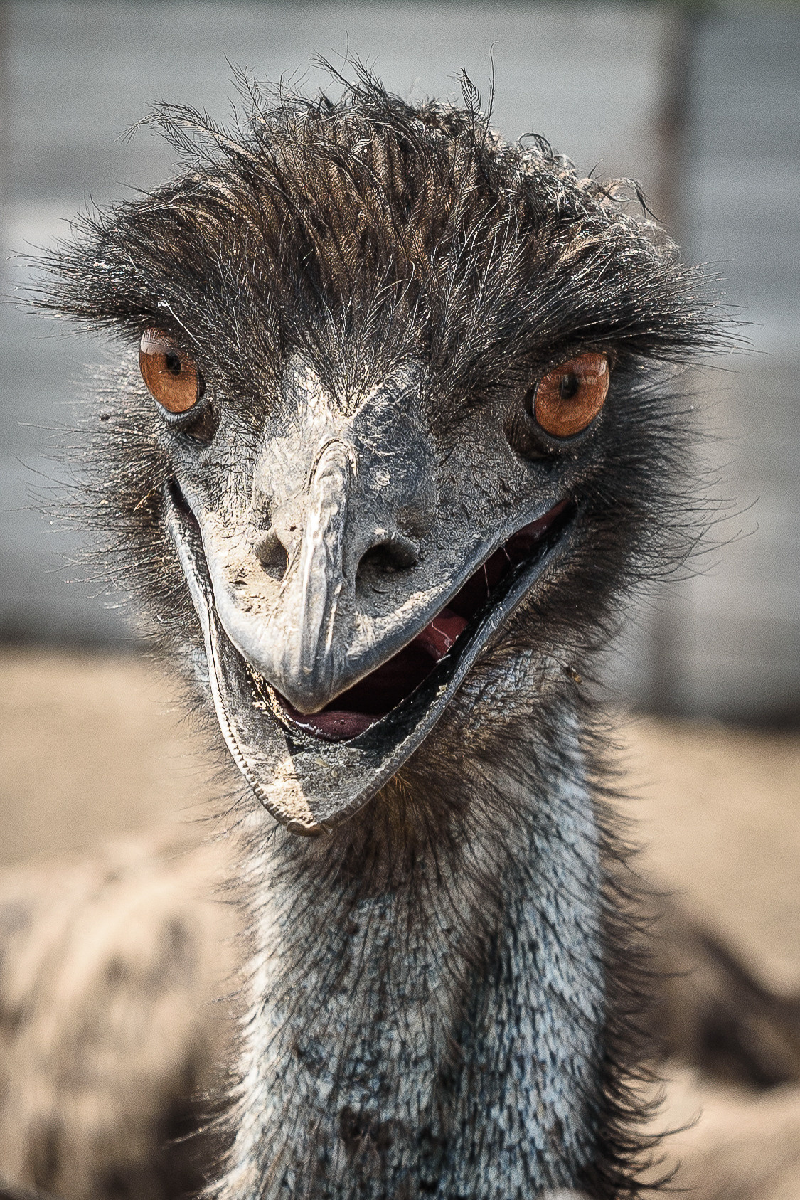 Страус с открытым ртом