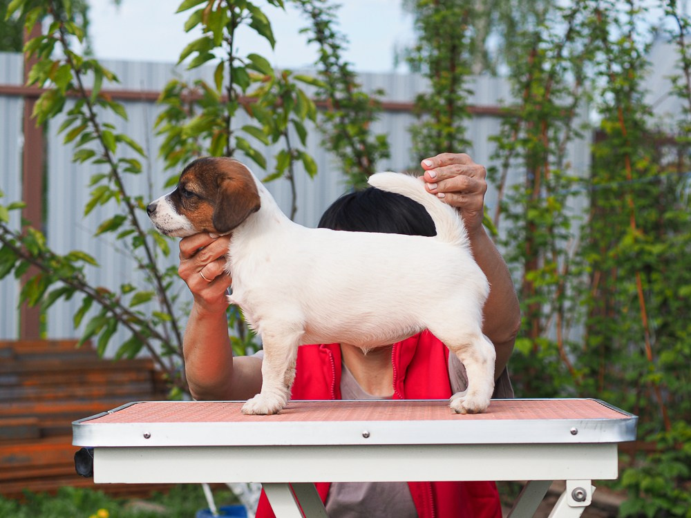 Джек рассел терьер Щенки У нас есть щенки на продажу. КАНЕ МАЭСТРО ФЕРИТЕЙЛ. Племенной питомник КЕНЕ МАЭСТРО предлагает для приобретения девочку Джек рассел терьер.