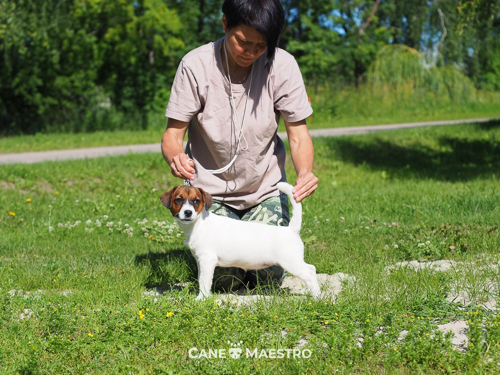 Щенок Джек-рассел-терьер. КМ ФЕЛИЧИТА. Гладкий тип шерсти. Девочка №2. КАНЕ МАЭСТРО — питомник Джек рассел терьеров